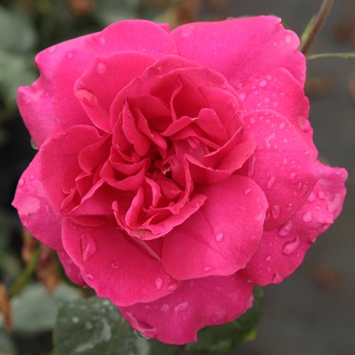 Vendita, rose rose ibridi di tea - rosa - Rosa General MacArthur™ - rosa intensamente profumata - Edward Gurney Hill - Ha un intenso profumo di rose damascate.